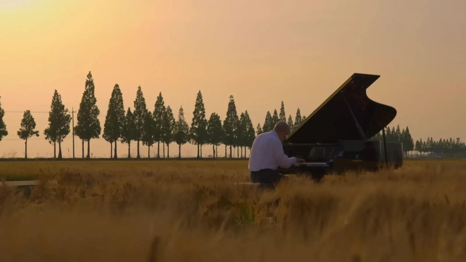 Grand piano in a golden barley field beside a row of metasequoia trees at golden hour